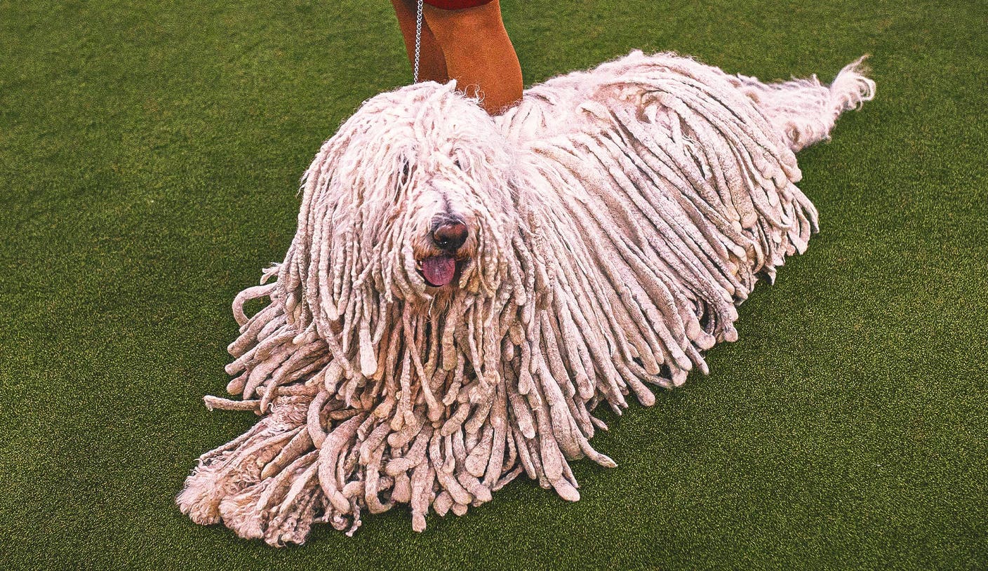 乐鱼leyu官方 - 2026 WKC Dog Show：全面解析年度顶级犬类赛事亮点，乐鱼体育关注的赛事焦点